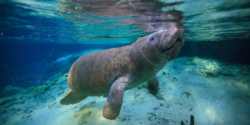 Acquario Genova cucciolo lamantino