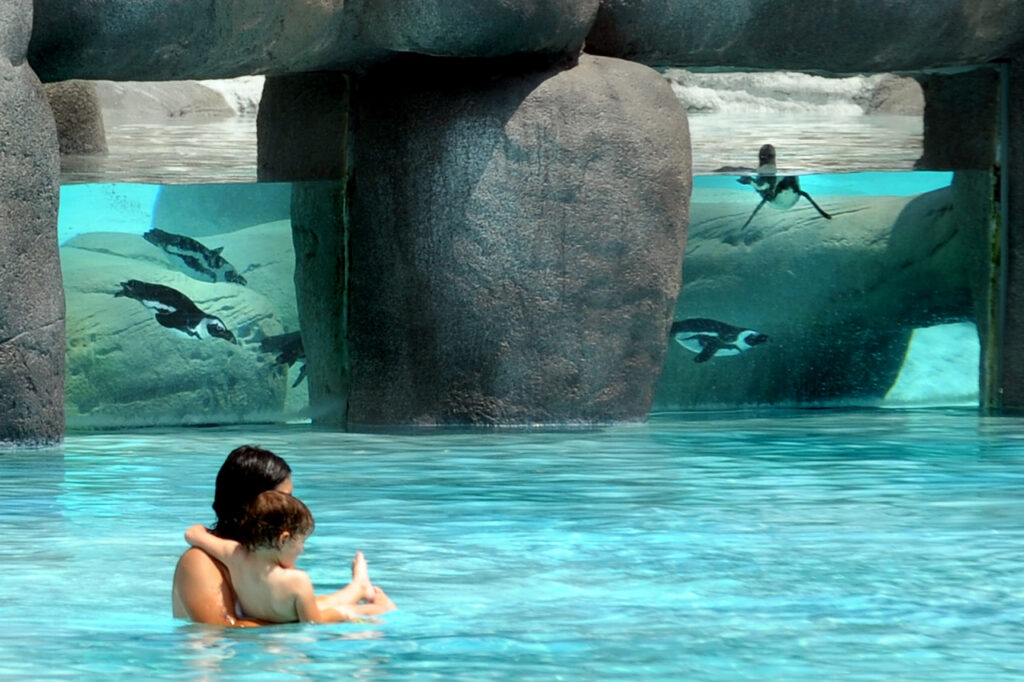 ZoomTorino_pinguini_BolderBeach