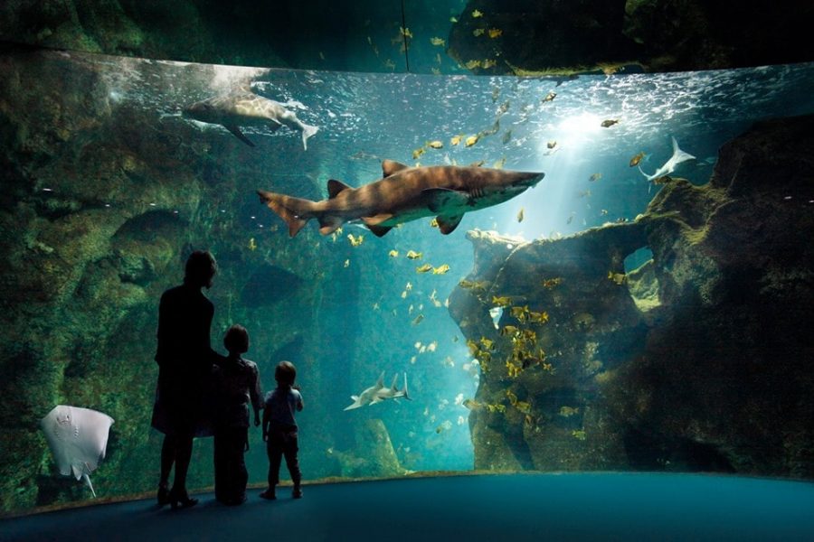 aquarium la rochelle francia - acquari più belli europa
