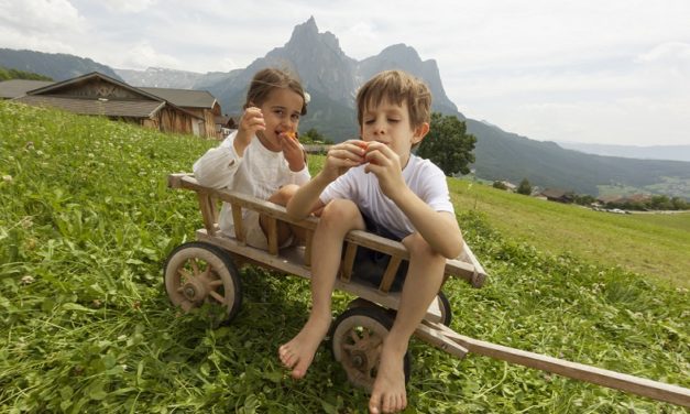 gallo rosso agriturismi masi alto adige
