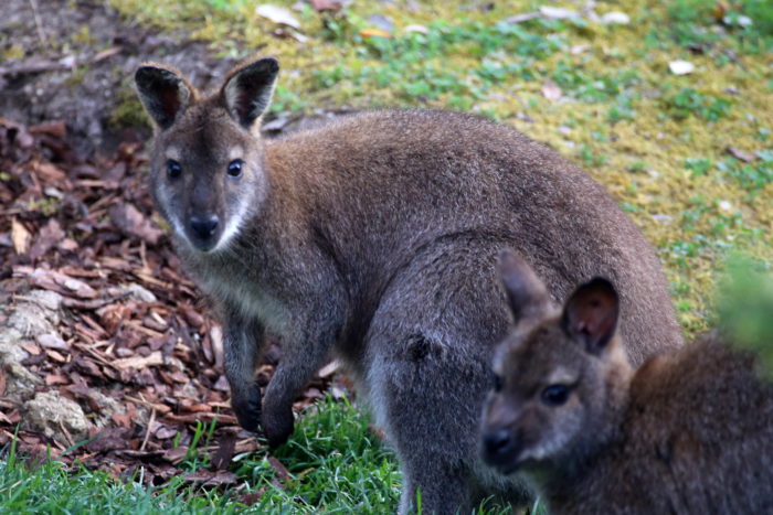 oltremare canguri wallaby riccione parco a tema