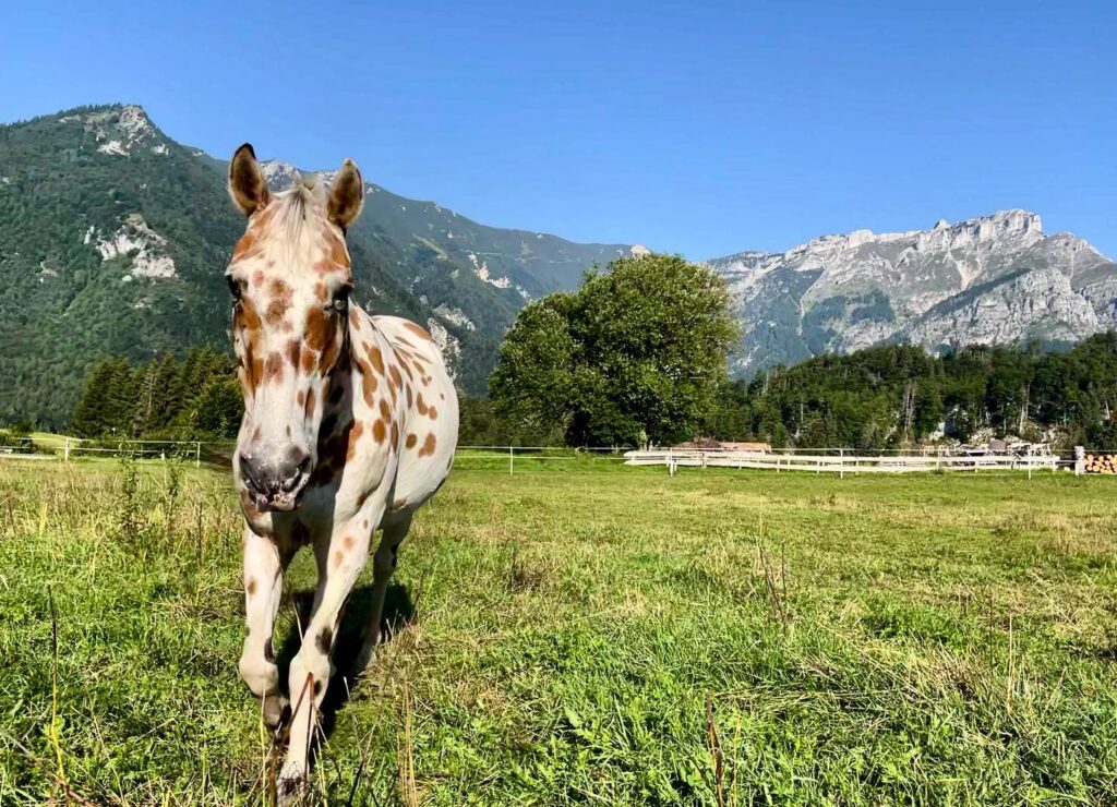 Trentino Centro Equestre il Salice passeggiate cavallo