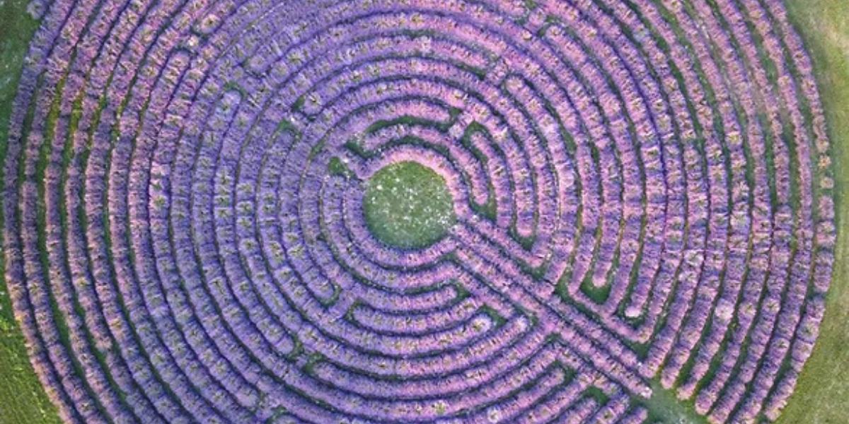 labirinto di Lavanda a Bovolenta