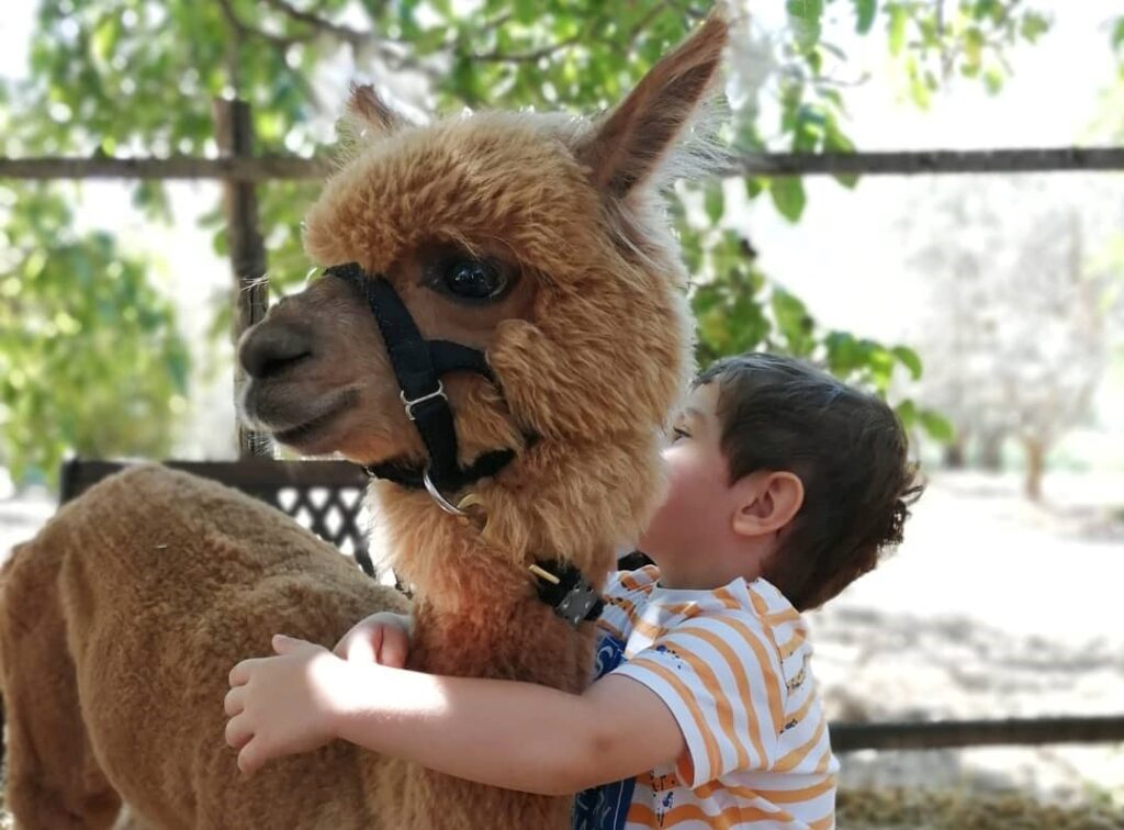 Passeggiate-con-Alpaca-in-Basilicata-2