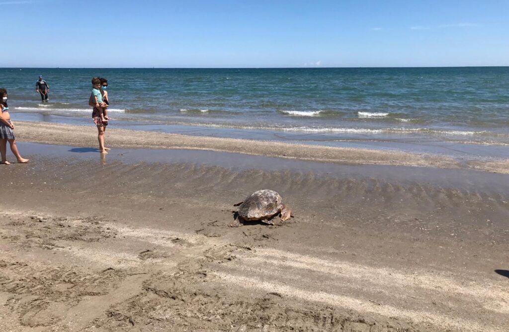 Riccione Fondazione Cetacea liberazione carretta carretta con bambini