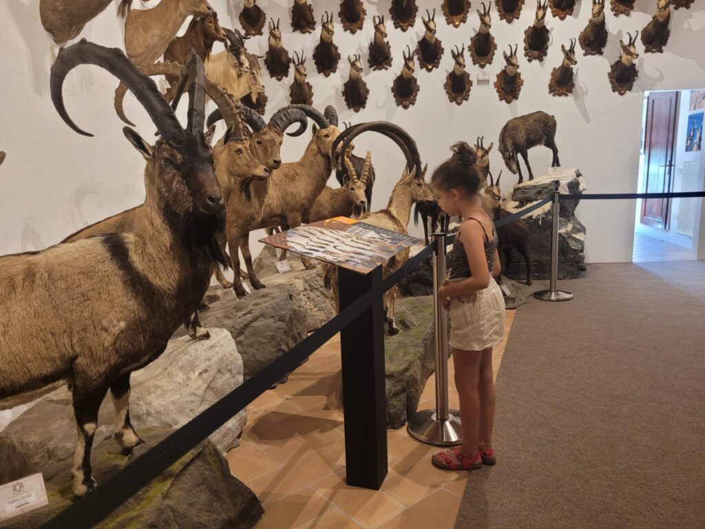 Vicenza-Bassano-Wild-Life-Museum-per-bambini