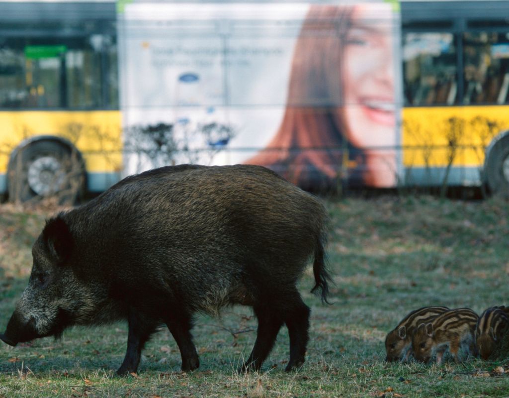 MUSE-Trento-Mostra-per-bambini-Wild-City.-Storie-di-natura-urbana-2 cinghiali a berlino