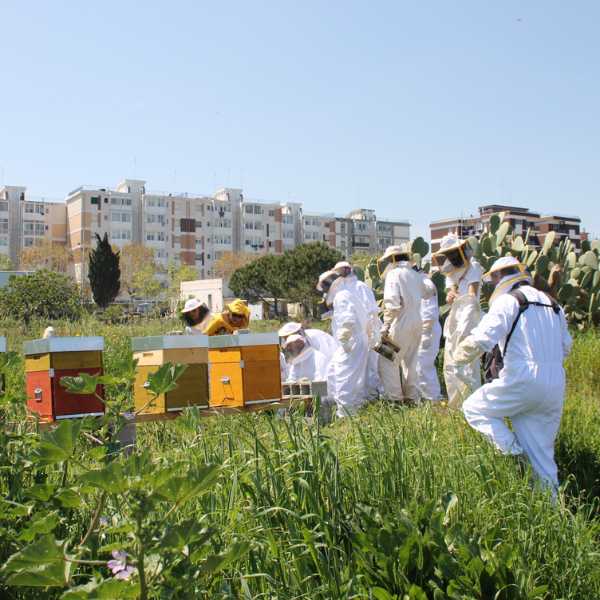 apicoltori progetto alveare apicoltori progetto alveare