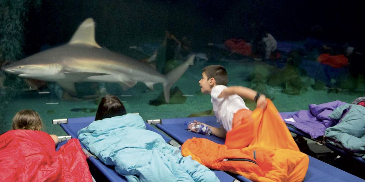 Notte al museo all'acquario di genova squali