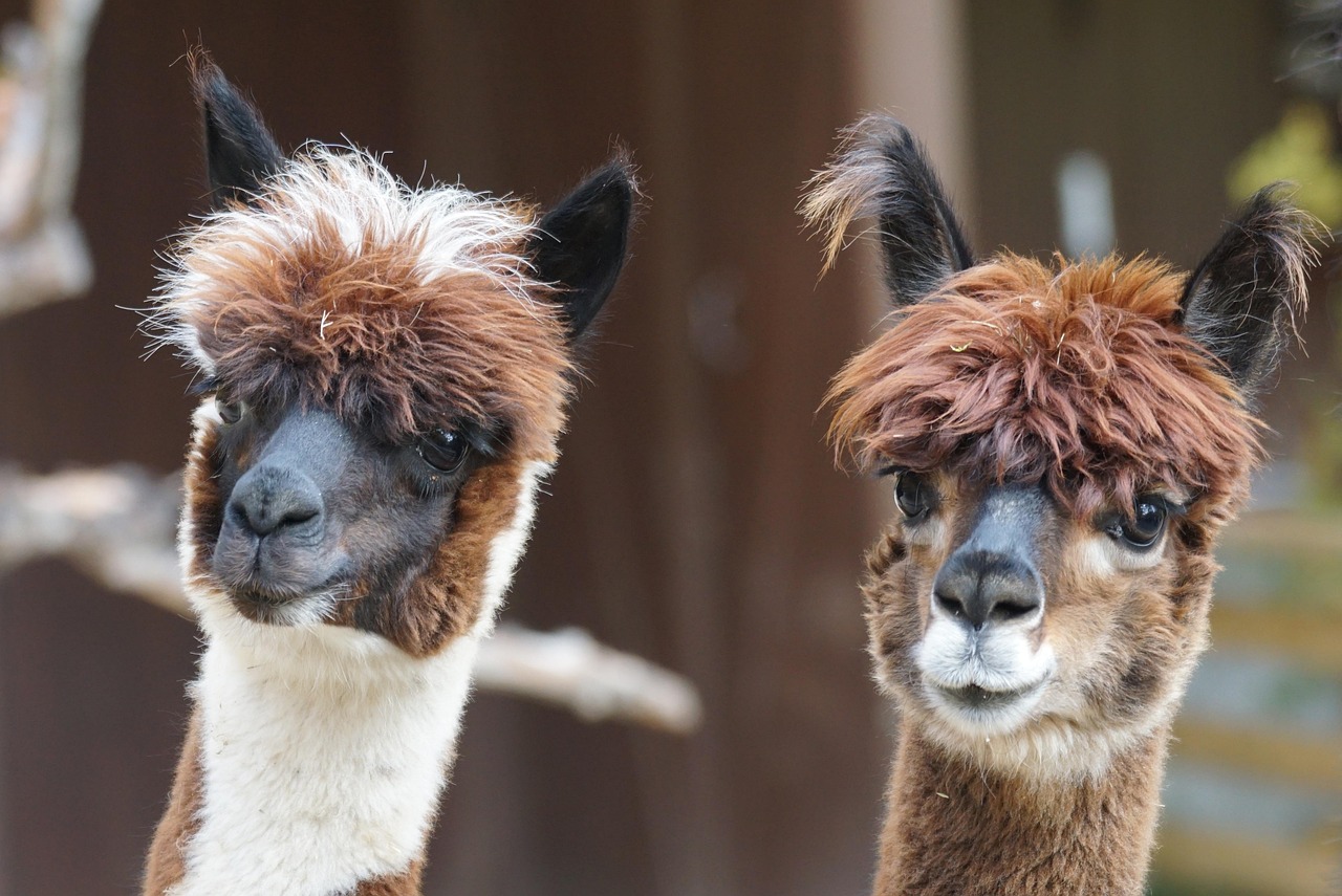alpaca-984887_1280