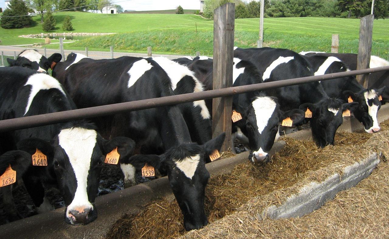cattle-13384_1280