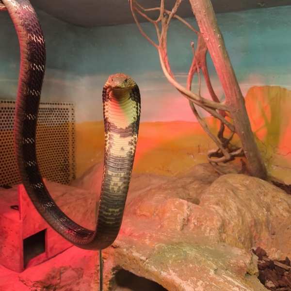 Città della Domenica parco cobra reale Città della Domenica parco cobra reale