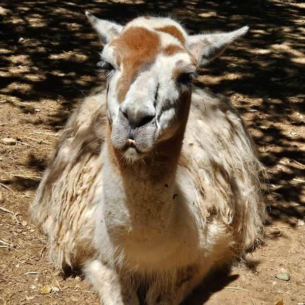 Città della Domenica parco perugia alpaca Città della Domenica parco perugia alpaca