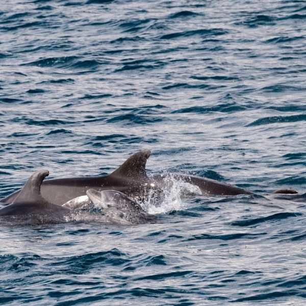 Puglia esperienze con bambini Jonian Dolphin Conservation, (1) Puglia esperienze con bambini Jonian Dolphin Conservation,
