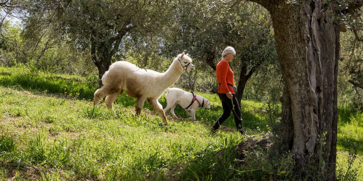 alpaca passeggiata alpaca passeggiata